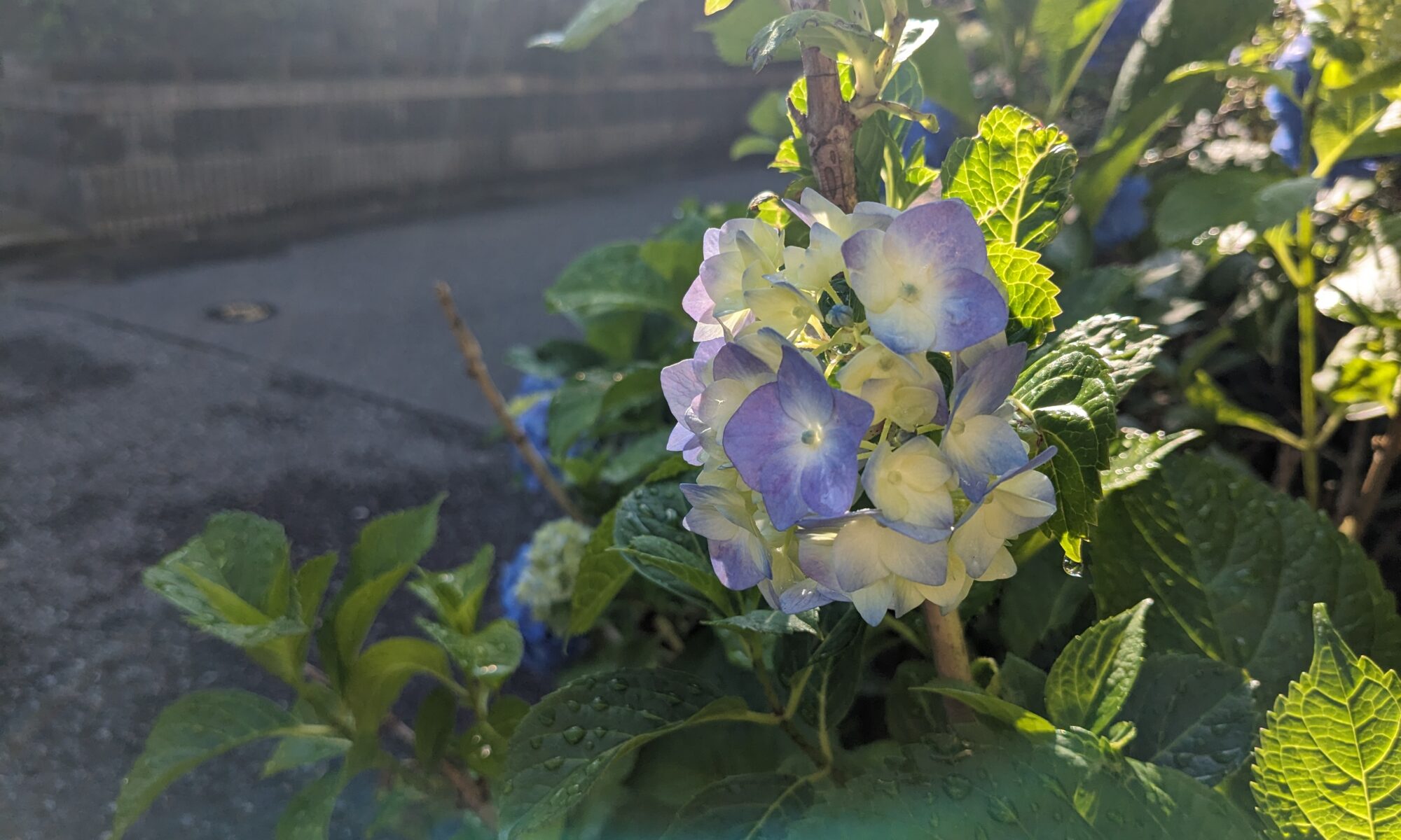 道端の紫陽花の写真。 薄い青と白が混じった配色